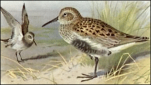 dunlin free clipart