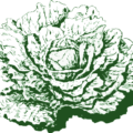 dutch cabbage free clipart