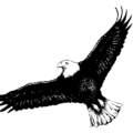 eagle aquila chrysaetos free clipart