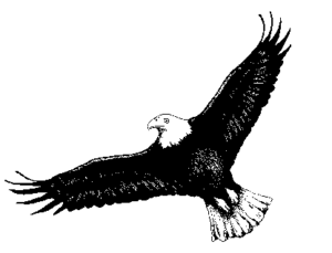 eagle aquila chrysaetos free clipart