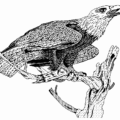 eagle free clipart