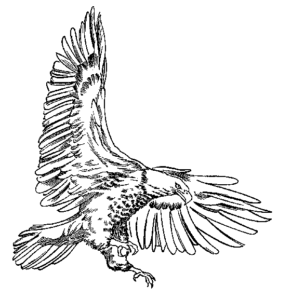 eagle hunting bw free clipart