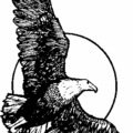 eagle in sky free clipart