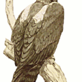 eagle on perch free clipart