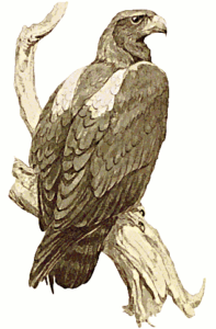 eagle on perch free clipart