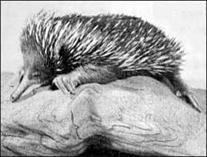 echidna free clipart