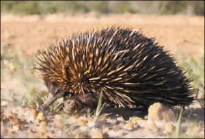 echidna spiny anteater free clipart