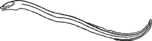 eel bw free clipart