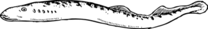 eel free clipart