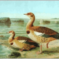 egyptian goose free clipart