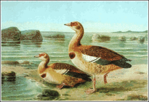 egyptian goose free clipart