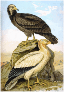 egyptian vulture free clipart