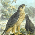 eleonoras falcon free clipart