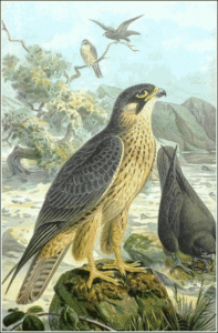 eleonoras falcon free clipart