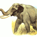 elephant free clipart