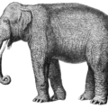 elephant realistic illustration free clipart