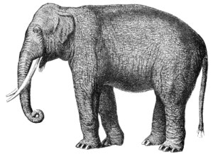 elephant realistic illustration free clipart