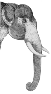 elephant side free clipart