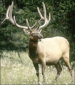 elk animal free clipart