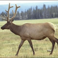 elk free clipart