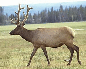 elk free clipart