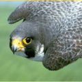 falcon diving free clipart