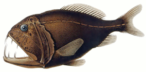 fangtooth free clipart