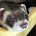 ferret sable free clipart