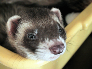 ferret sable free clipart