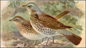 fieldfare free clipart