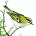 firecrest free clipart