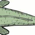 fish top view free clipart