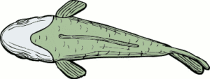 fish top view free clipart