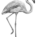 flamingo bw free clipart