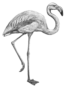 flamingo bw free clipart