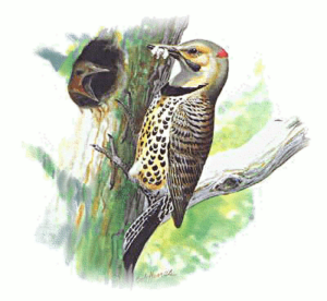 flicker free clipart