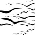 flock of seaguls free clipart