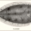 flounder free clipart