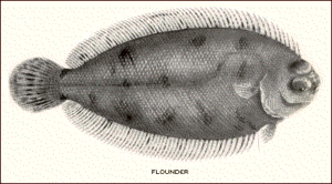 flounder free clipart
