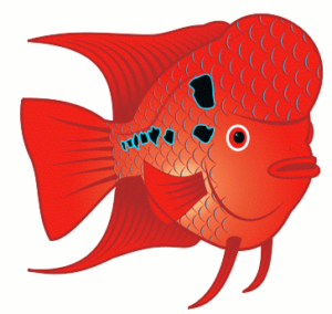 flowerhorn fish free clipart