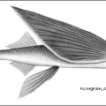 flyingfish cypsilurus free clipart