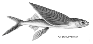 flyingfish cypsilurus free clipart