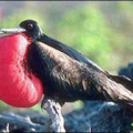 frigate bird free clipart