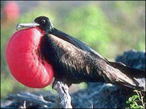 frigate bird free clipart