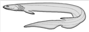 frilled shark free clipart