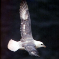 fulmar free clipart