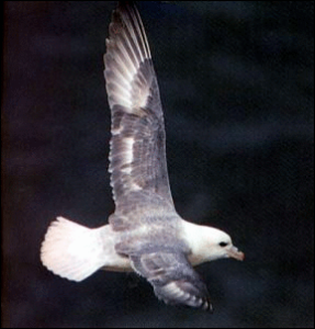 fulmar free clipart