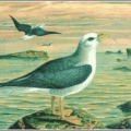 fulmar free clipart