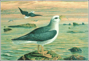 fulmar free clipart