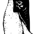 funky penguin free clipart